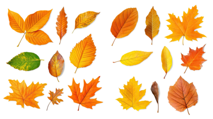 Vibrant Collection of Autumn Leaves Isolated on a Clear Background Generative AI