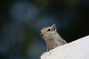 Indian palm squirrel or Funambulus palmarum, Desert National Park in Rajasthan