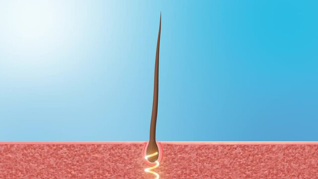 Root Conditioning Therapy for Strengthening and Stimulating Hair Growth