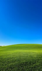 Obraz premium 56. An empty green field under a bright blue sky