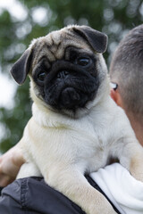 pug puppy for a walk in the park