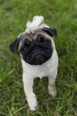 pug puppy for a walk in the park