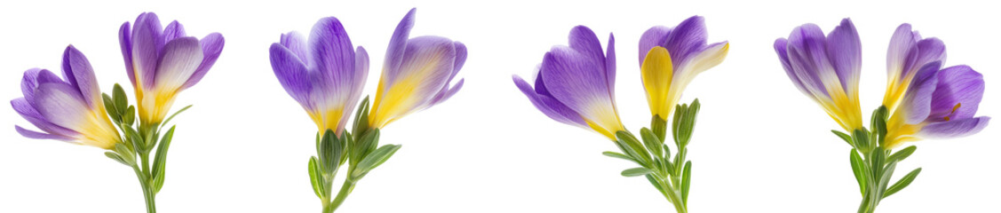 Naklejka premium High-Quality PNG of Stud of blue vanda isolated on transparent background– High Resolution