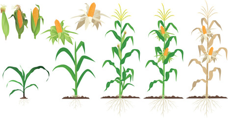 Vector illustration of corn plant growth on white