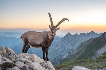 Obraz premium Steinbock im Alpstein