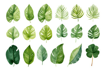 watercolor vector Set of tropical leaves. Variety. Ornamental plants. Banana leaves. Transparent background