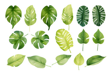 watercolor vector Set of tropical leaves. Variety. Ornamental plants. Banana leaves. Transparent background
