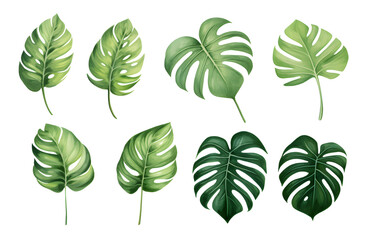 watercolor vector Set of tropical leaves. Variety. Ornamental plants. Banana leaves. Transparent background