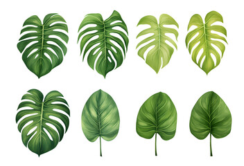 watercolor vector Set of tropical leaves. Variety. Ornamental plants. Banana leaves. Transparent background