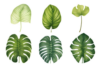 watercolor vector Set of tropical leaves. Variety. Ornamental plants. Banana leaves. Transparent background