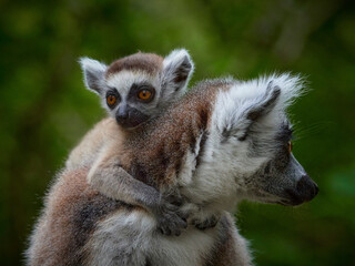 Close-up monkey lemur catta with baby