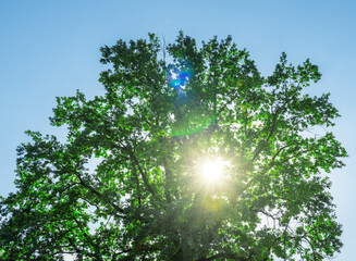 A tree with a bright sun shining through its leaves