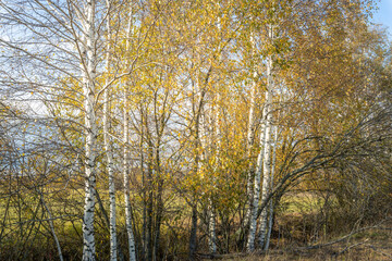 A forest with many trees and a few bushes