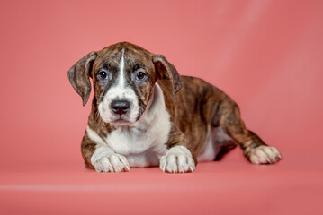 Staffordshire Terrier puppy lying on a coral studio background
