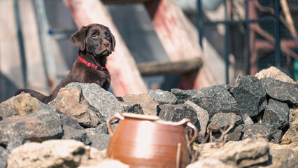 chocolate-colored Labrador puppy sitting in a pile of granite stones in the backyard of a mansion