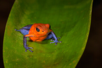 Obraz premium Strawberry Poison Dart Frog (Oophaga pumilio) on a Leaf, Costa Rica.