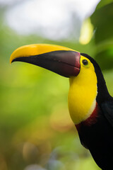 Fototapeta premium Black-mandibled toucan (Ramphastos ambiguus) portrait, Costa Rica.