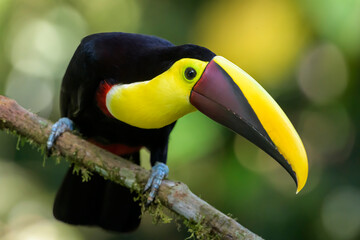 Black-mandibled toucan (Ramphastos ambiguus) portrait, close up looking at camera, Costa Rica.