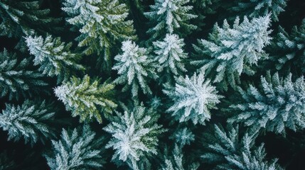 Aerial view of frosted evergreen trees in a winter landscape.