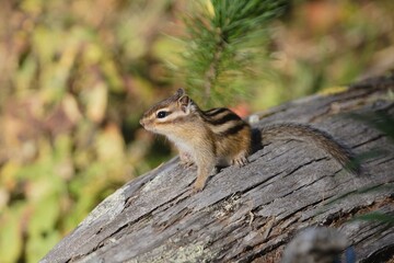 Small beautiful chipmunk in the forest on a tree
