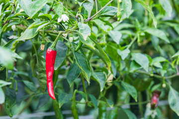 Red chili peppers growing in the field. Capsicum annuum