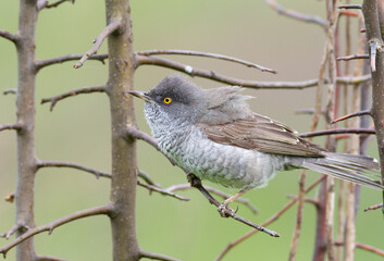 Fototapeta premium Barred warbler, Sylvia nisoria. A bird sits on a bush branch