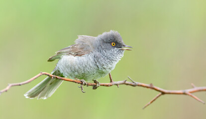 Barred warbler, Sylvia nisoria. Bird singing sitting on a bush branch, beautiful blurred background