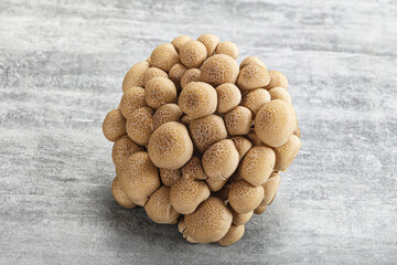 Raw asiam delicacy mushroom Shimeji