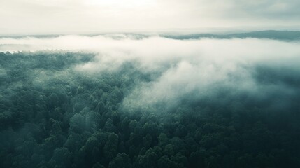Obraz premium Aerial view of a dense forest shrouded in mist, creating a serene and mysterious atmosphere.