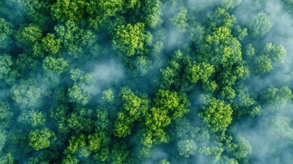 Aerial view of lush green forest with mist, showcasing nature's beauty.