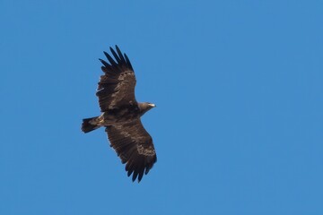 steppe eagle or Aquila nipalensis at Jorbeer carcass dump in Rajasthan, India