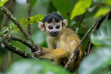 Obraz premium A close-up of a young monkey perched on a branch in a lush green environment.