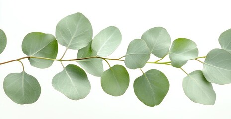 A sprig of eucalyptus leaves, isolated on a white background.