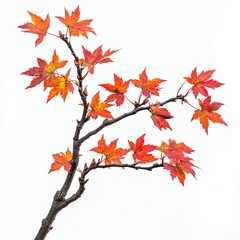 Branch of vibrant red autumn leaves, Close-up of a branch with vivid red and orange autumn leaves against a white background, symbolizing the beauty of fall.

