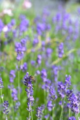 Bee on lavender flower. Lavender field