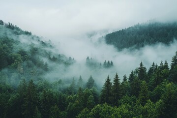 Fog Background in Nature
