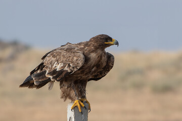 steppe eagle or Aquila nipalensis at Desert National Park in Rajasthan, India