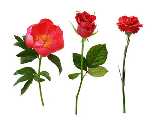 Set of red flowers (peony, rose, carnation) isolated on white ir transparent background