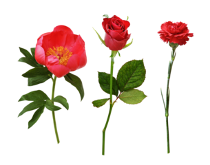 Set of red flowers (peony, rose, carnation) isolated on white ir transparent background