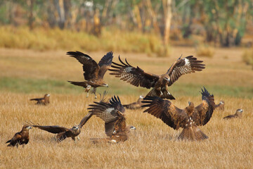 Graceful Black Kite flying in the meadow. Birds of prey Black kite