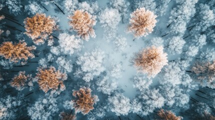 Aerial view of snowy forest with frosted trees and a serene winter landscape.