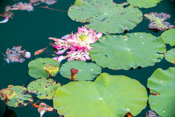 Pond with lotuses. Water lily close-up. Faded flower with fallen petals, ripe lotus capsule with...