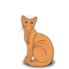 orange cat isolated on white
