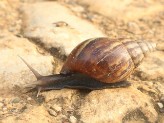 A snail is crawling on a rock with a blurred background
