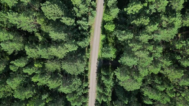 road through taiga and coniferous trees in siberia