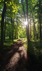 Obraz premium 131. A tranquil forest scene with dappled sunlight