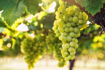 Ripe green grapes hung on vineyards of grape trees. In the morning vineyard., Grapes fruits on tree branch with grapes plantation background.