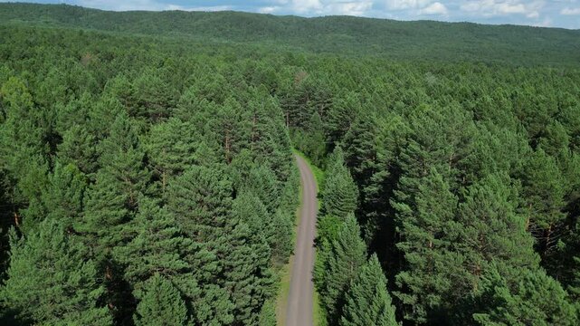 road through taiga and coniferous trees in siberia