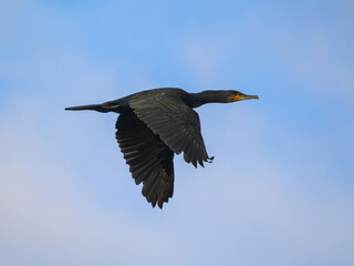 Great cormorant gracefully soaring through a clear blue sky over Danube river waters during daylight hours