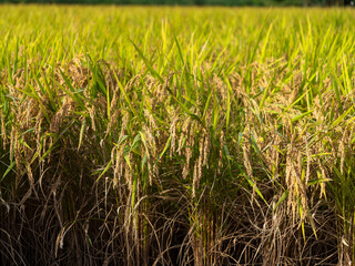 実を付けた稲穂